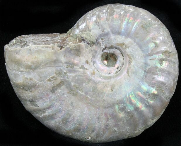Silver Iridescent Ammonite - Madagascar #29880